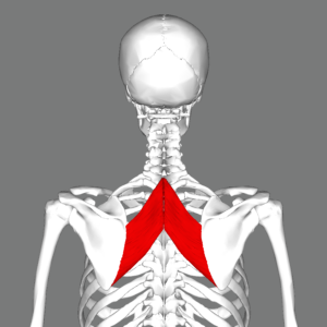 Rhomboid_major_muscle_back