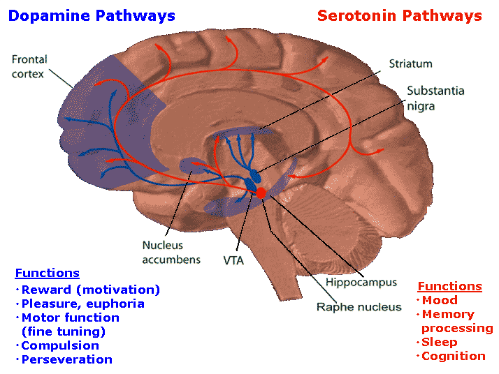 The pleasure_reward_pathway